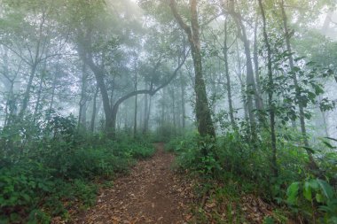 mon jong Uluslararası Parkı Chaingmai, Tayland 'daki tropikal yağmur ormanları bitkilerinde toprak yol.