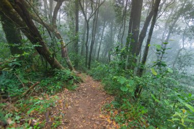 mon jong Uluslararası Parkı Chaingmai, Tayland 'daki tropikal yağmur ormanları bitkilerinde toprak yol.