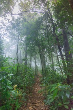 mon jong Uluslararası Parkı Chaingmai, Tayland 'daki tropikal yağmur ormanları bitkilerinde toprak yol.