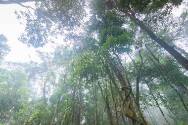 mon jong Uluslararası Parkı Chaingmai, Tayland 'daki tropikal yağmur ormanları bitkileri