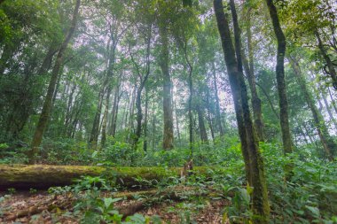 mon jong Uluslararası Parkı Chaingmai, Tayland 'daki tropikal yağmur ormanlarındaki devrilmiş ağaç.