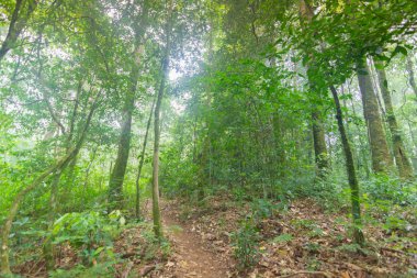 mon jong Uluslararası Parkı Chaingmai, Tayland 'daki tropikal yağmur ormanları bitkilerinde toprak yol.