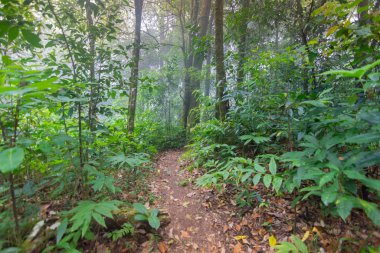 mon jong Uluslararası Parkı Chaingmai, Tayland 'daki tropikal yağmur ormanları bitkilerinde toprak yol.