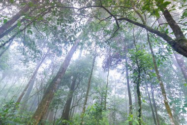 mon jong Uluslararası Parkı Chaingmai, Tayland 'daki tropikal yağmur ormanları bitkileri