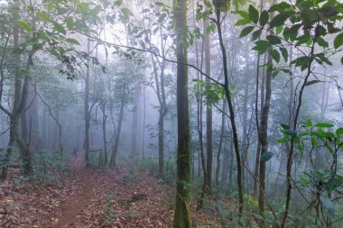 mon jong Uluslararası Parkı Chaingmai, Tayland 'daki tropikal yağmur ormanları bitkilerinde toprak yol.
