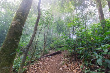 mon jong Uluslararası Parkı Chaingmai, Tayland 'daki tropikal yağmur ormanları bitkilerinde toprak yol.