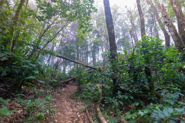 mon jong Uluslararası Parkı Chaingmai, Tayland 'daki tropikal yağmur ormanları bitkilerinde toprak yol.