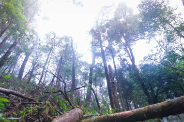mon jong Uluslararası Parkı Chaingmai, Tayland 'daki tropikal yağmur ormanlarındaki devrilmiş ağaç.