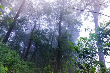 mon jong Uluslararası Parkı Chaingmai, Tayland 'daki tropikal yağmur ormanları bitkileri