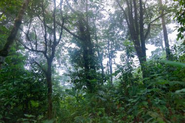 mon jong Uluslararası Parkı Chaingmai, Tayland 'daki tropikal yağmur ormanları bitkileri