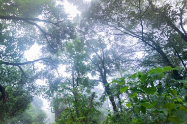 mon jong Uluslararası Parkı Chaingmai, Tayland 'daki tropikal yağmur ormanları bitkileri