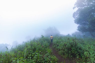 Tayland Chaing Mai 'de, mon jong doi tropikal yağmur ormanlarında yoğun sis içinde yürüyen bir turist.