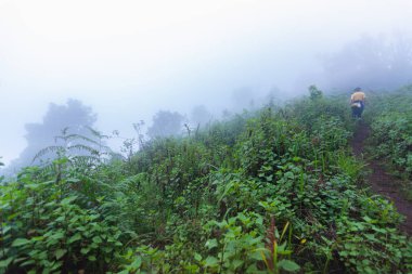 Tayland Chaing Mai 'deki mon jong doi tropikal yağmur ormanlarında yoğun sis, bulut ve sis.