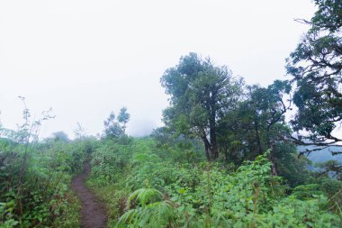 Tayland Chaing Mai 'deki mon jong doi tropikal yağmur ormanlarında yoğun sis, bulut ve sis.