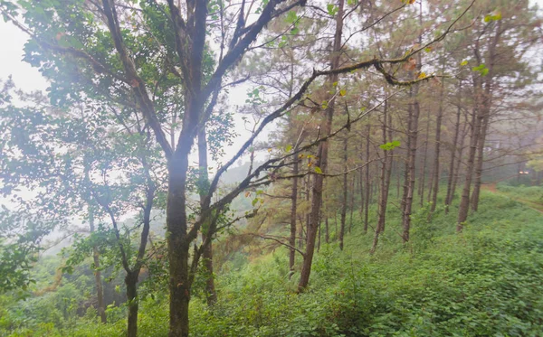 Bosque de pinos con niebla cerca de la montaña en Doi Mon Jong, Chiang Mai, Tailandia —  Fotos de Stock