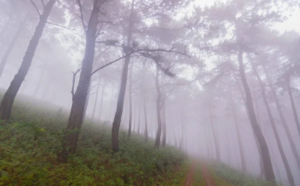 Dirty dirt road through the mountain at Doi Mon Jong, Chiang Mai, Thailand — 스톡 사진