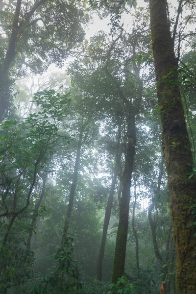 Tropical rainforest at mon jong national park, chaing mai, Thaïlande — Photo