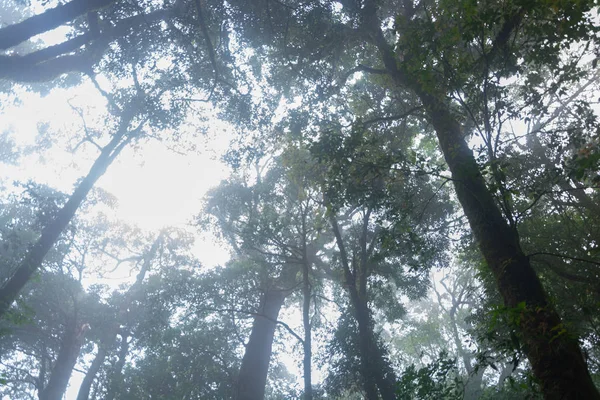 Selva tropical en el parque nacional mon jong, chaing mai, Tailandia — Foto de Stock
