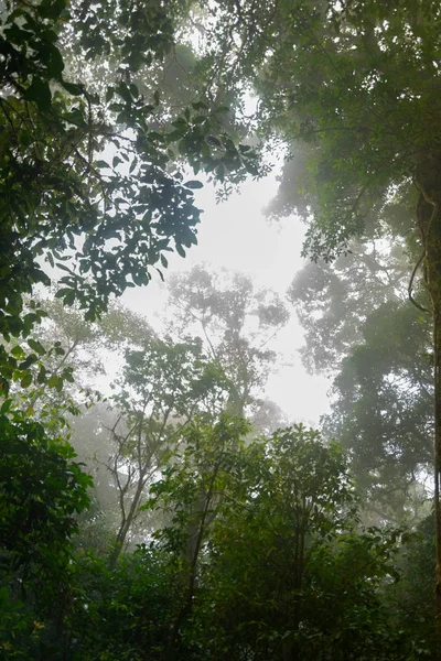 モンジョン国立公園で熱帯雨林,チェンマイ,タイ — ストック写真