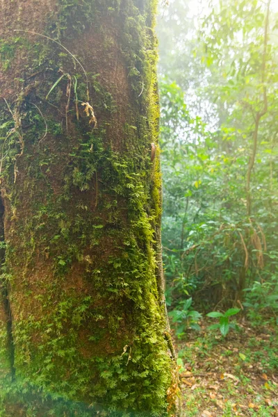 Musgo verde en el árbol en el parque nacional mon jong, chaing mai, Tailandia —  Fotos de Stock