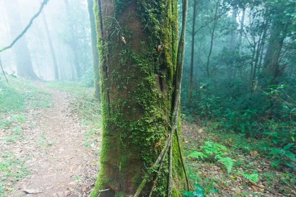 Zöld moha a fán a mon jong nemzeti park, chaing mai, Thaiföld — Stock Fotó