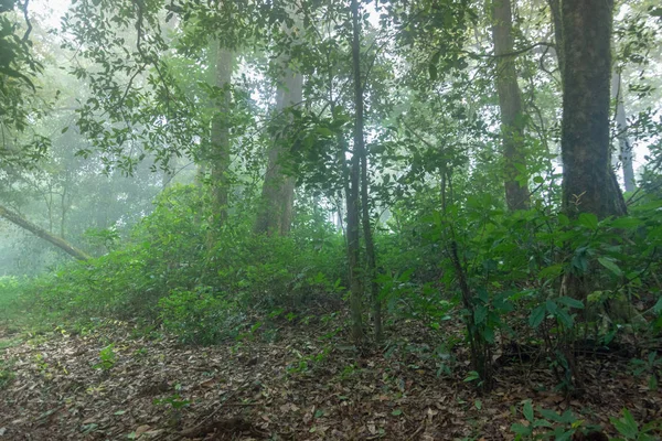 Hutan hujan tropis di Taman Nasional mon jong, chaing mai, Thailand — Stok Foto