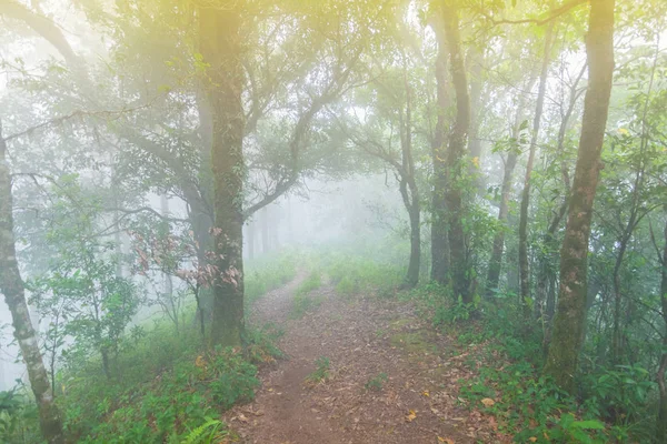 Pinède forêt tropicale au parc national de mon jong, chaing mai, Thaïlande — Photo