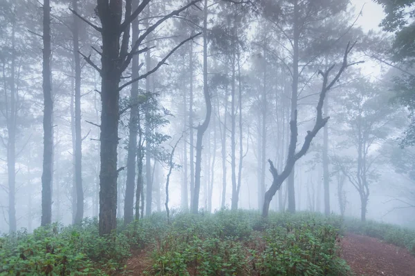 Pinède forêt tropicale au parc national de mon jong, chaing mai, Thaïlande — Photo