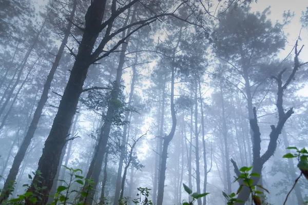 Pinède forêt tropicale au parc national de mon jong, chaing mai, Thaïlande — Photo