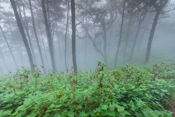 Hutan hujan pohon pinus di Taman Nasional mon jong, mengejar mai, Thailand — Stok Foto