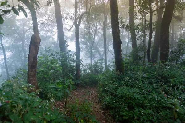 Соснові тропічні ліси в національному парку Монжаї, Таїланд — стокове фото