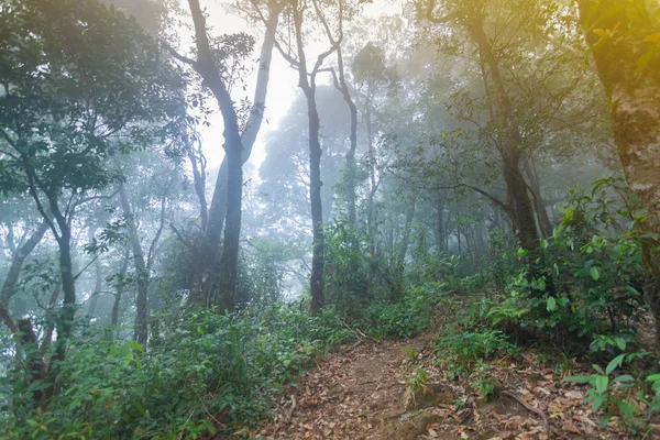 Багниста стежка тропічних лісових рослин у міжнародному парку Чонґмай (Таїланд). — стокове фото