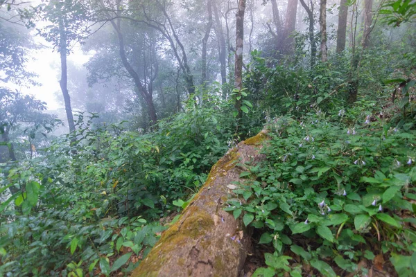 Passarela de terra em plantas de floresta tropical no parque internacional mon jong Chaingmai, Tailândia — Fotografia de Stock