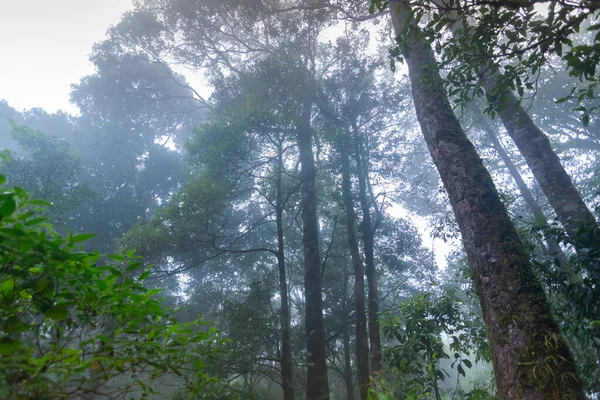 Тропічні ліси в міжнародному парку "Чейнмай" (Таїланд). — стокове фото