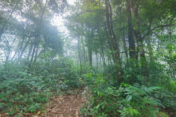 Dirt walkway in tropical rainforest plants at mon jong international park Chaingmai, Thaïlande — Photo