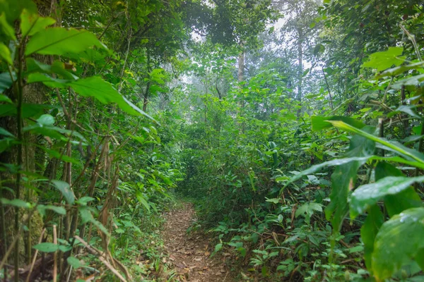 Passarela de terra em plantas de floresta tropical no parque internacional mon jong Chaingmai, Tailândia — Fotografia de Stock