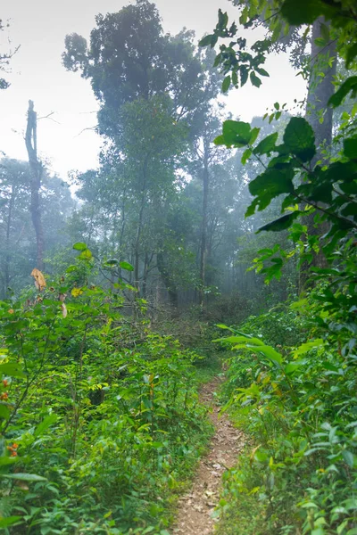 Jalan tanah di hutan hujan tropis di Taman Internasional mon jong Chaingmai, Thailand — Stok Foto
