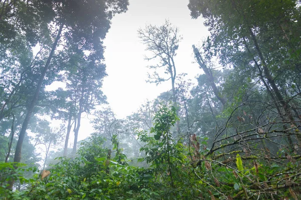 Тропічні ліси в міжнародному парку "Чейнмай" (Таїланд). — стокове фото