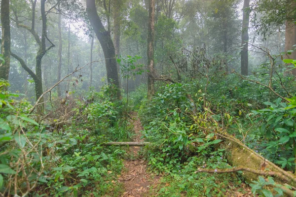 Camino de tierra en las plantas de la selva tropical en mon jong parque internacional Chaingmai, Tailandia —  Fotos de Stock