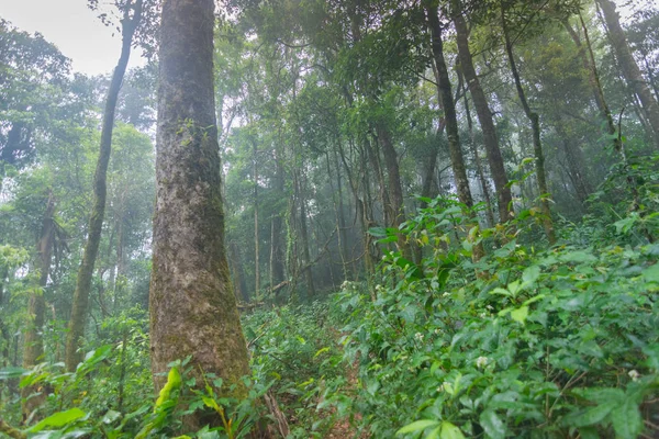 Багниста стежка тропічних лісових рослин у міжнародному парку Чонґмай (Таїланд). — стокове фото