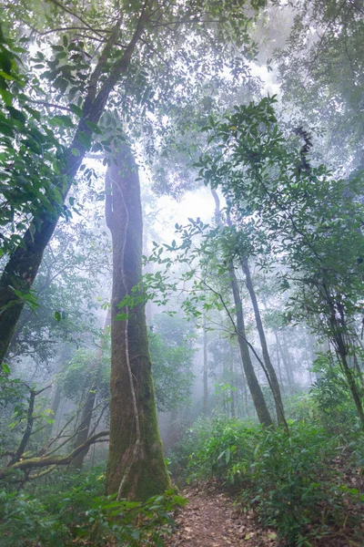 Tropical rainforest plants at mon jong international park Chaingmai, Thaïlande — Photo