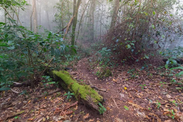 Árbol caído en las plantas de la selva tropical en mon jong parque internacional Chaingmai, Tailandia —  Fotos de Stock