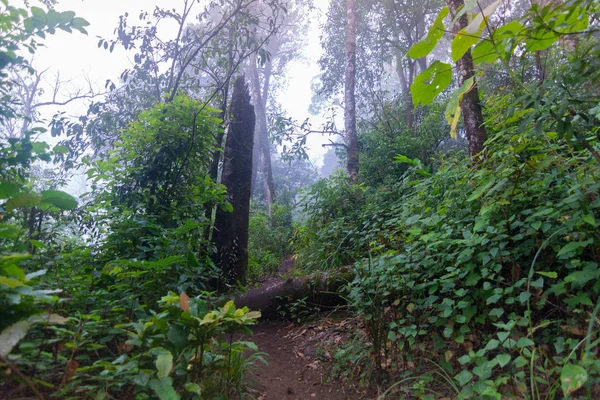 Albero caduto in piante tropicali foresta pluviale a mon jong parco internazionale Chaingmai, Thailandia — Foto Stock