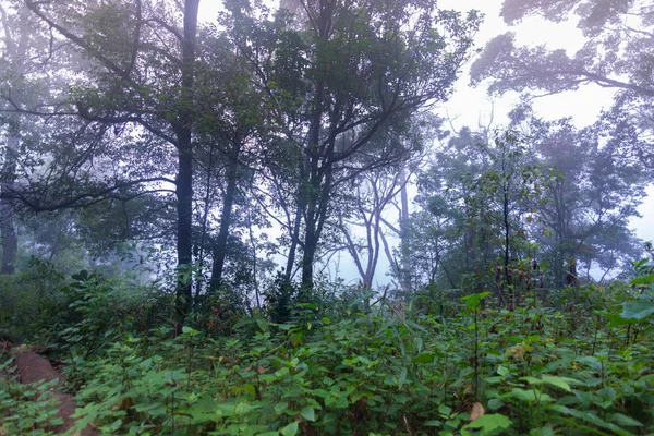 Piante tropicali della foresta pluviale a mon jong parco internazionale Chaingmai, Thailandia — Foto Stock