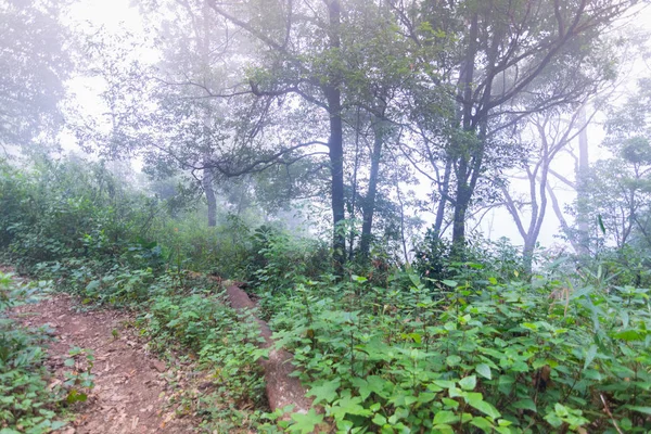 Mon jong Uluslararası Parkı Chaingmai, Tayland, Tayland 'daki uluslararası Chaingmai Parkı' ndaki tropikal yağmur ormanı bitkilerindeki tropikal yağmur ormanları yolundaki tropik yağmur ormanları bitkilerinde toprak yol. — Stok fotoğraf