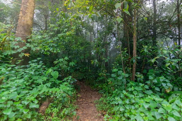 Camino de tierra en las plantas de la selva tropical en mon jong parque internacional Chaingmai, Tailandia — Foto de Stock