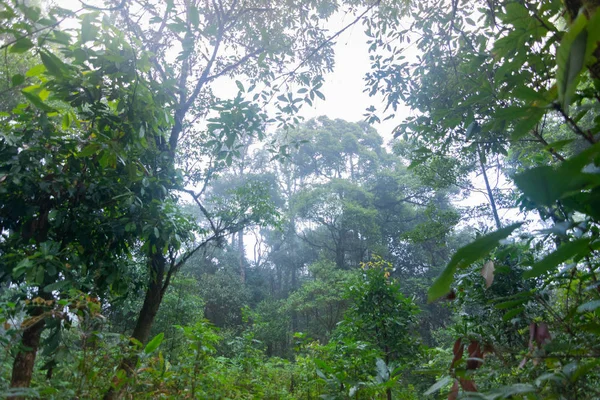 Hutan hujan tropis tanaman di mon jong Taman internasional Chaingmai, Thailand — Stok Foto