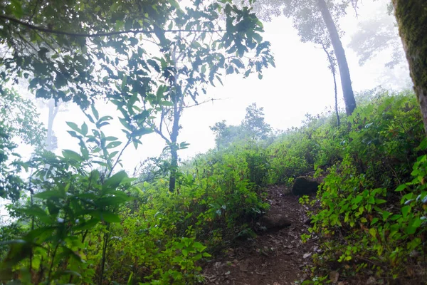 Camino de tierra en las plantas de la selva tropical en mon jong parque internacional Chaingmai, Tailandia —  Fotos de Stock