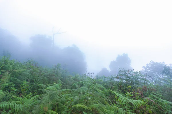 Niebla pesada, nube y niebla en la selva tropical en mon jong doi en Chaing mai, Tailandia —  Fotos de Stock