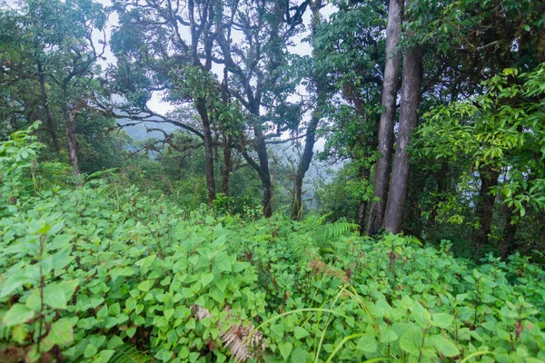Βαριά ομίχλη, σύννεφο και ομίχλη στα τροπικά δάση σε mon jong doi στο Chaing mai, Ταϊλάνδη — Φωτογραφία Αρχείου